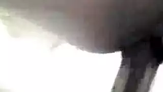 كرتون إباحي: مراهقين يمارسون الجنس